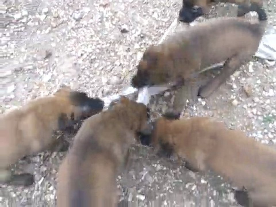 les Chiots Ray-Ban x Luna - le 07/05/2010