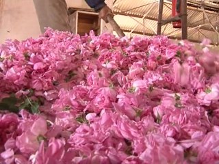 Maroc: saison de la récolte dans la "vallée des roses"