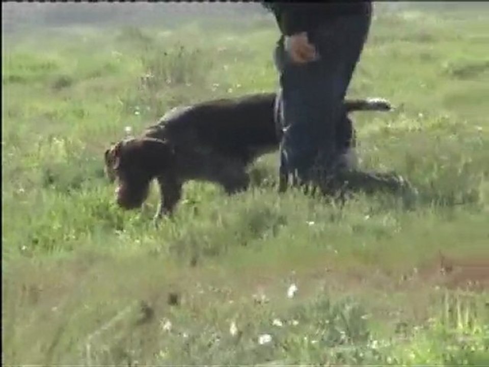 drahthaar hektor 6 eyhaf final