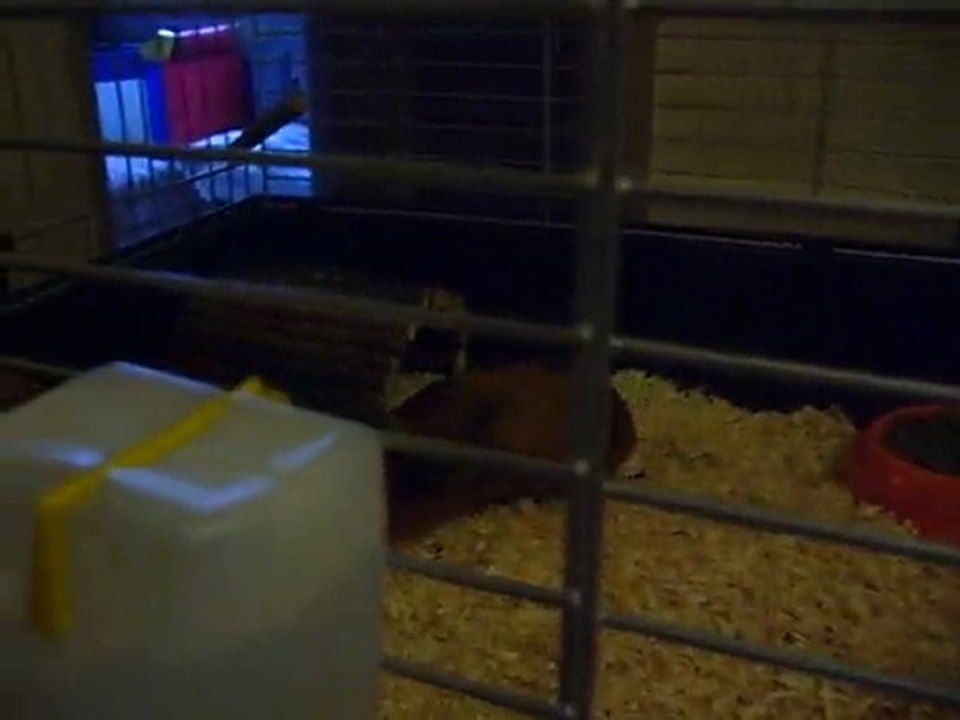 NOTRE NOUVELLE CAGE