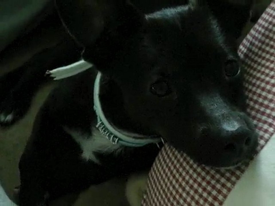 Elvis