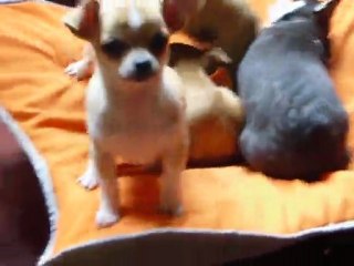 ELEVAGE DES PETITS AZTEQUES