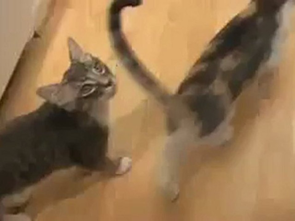 les chats ont les crocs