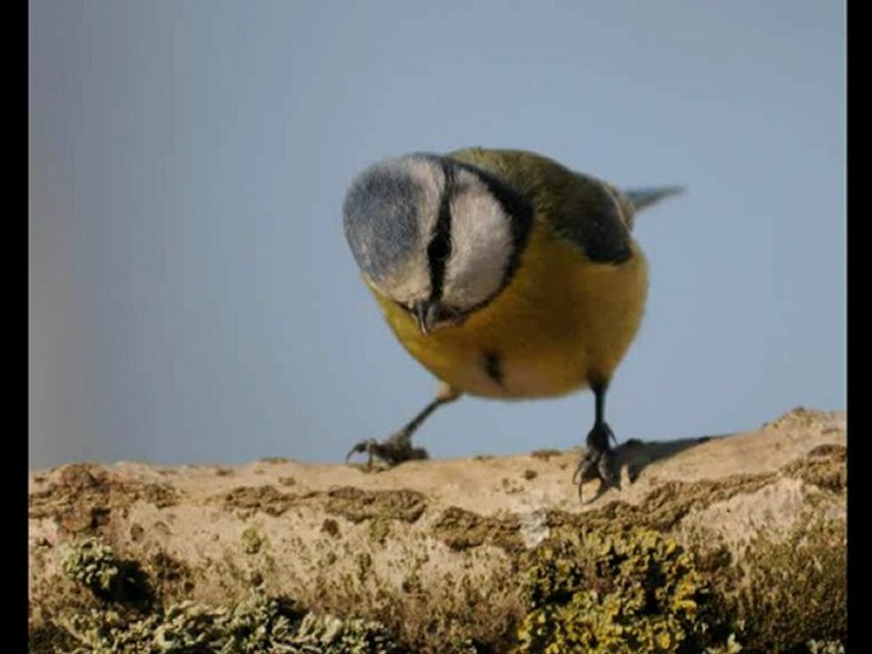 Mésanges bleues 2010