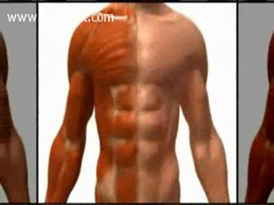 Best Muscle Enhancing Supplement