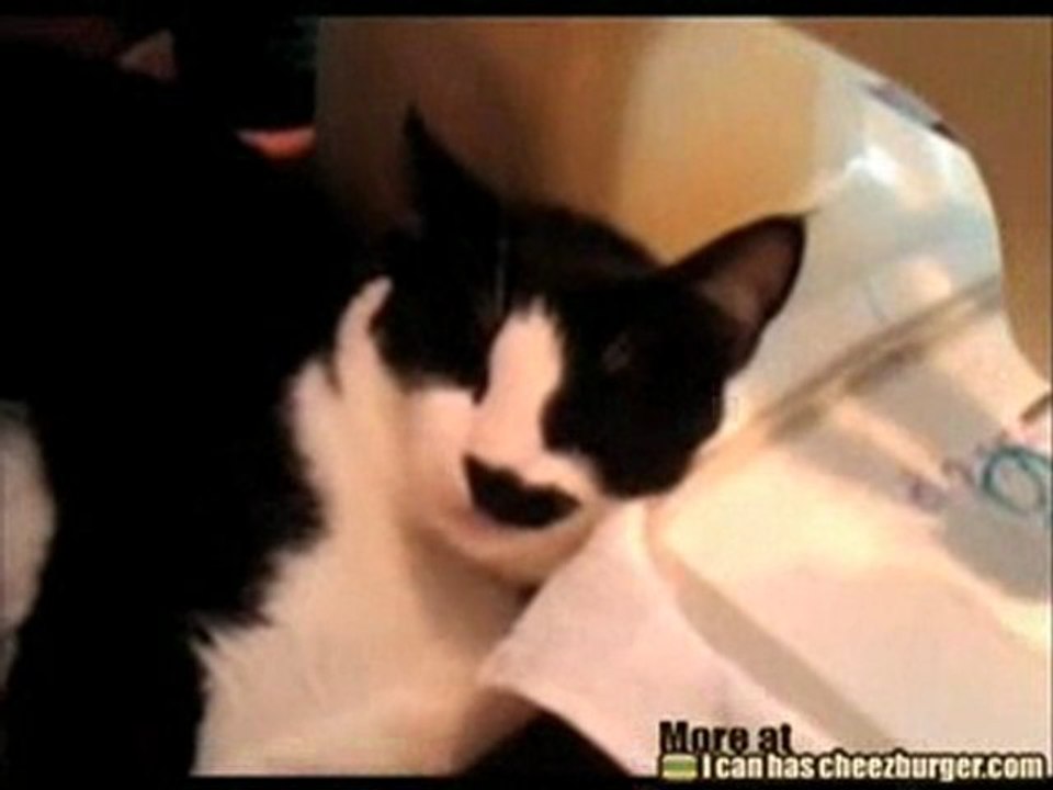 Sewing Machine Kitteh