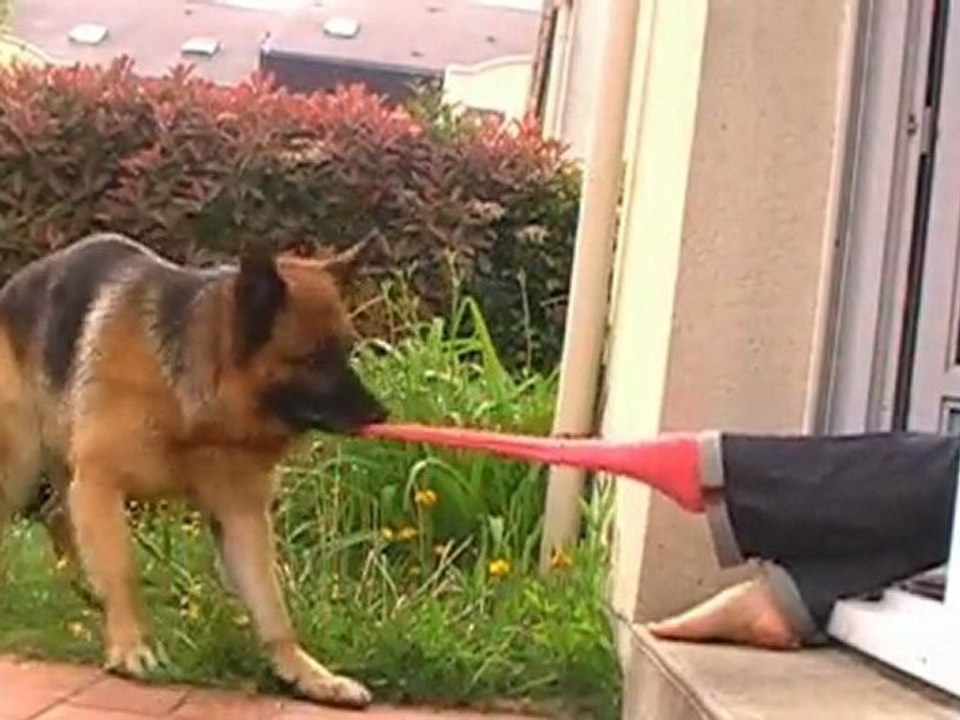 Berger Allemand - Cooper enlève les chaussettes !