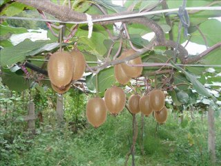 DİLBER DİNÇER ÇAĞLARCA