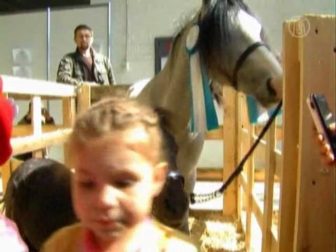 Выставка «Иппосфера-2010» проходит в Петербурге