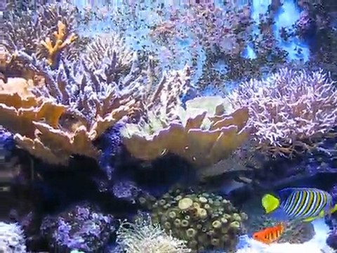 Test Ampoule XM 250w 10K + 4 T5 54w Bleu