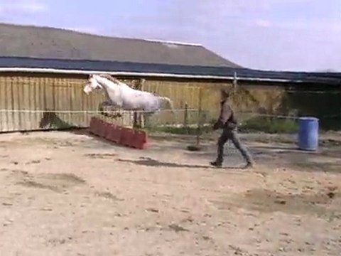 Ecurie du Nevez Opale de toulven