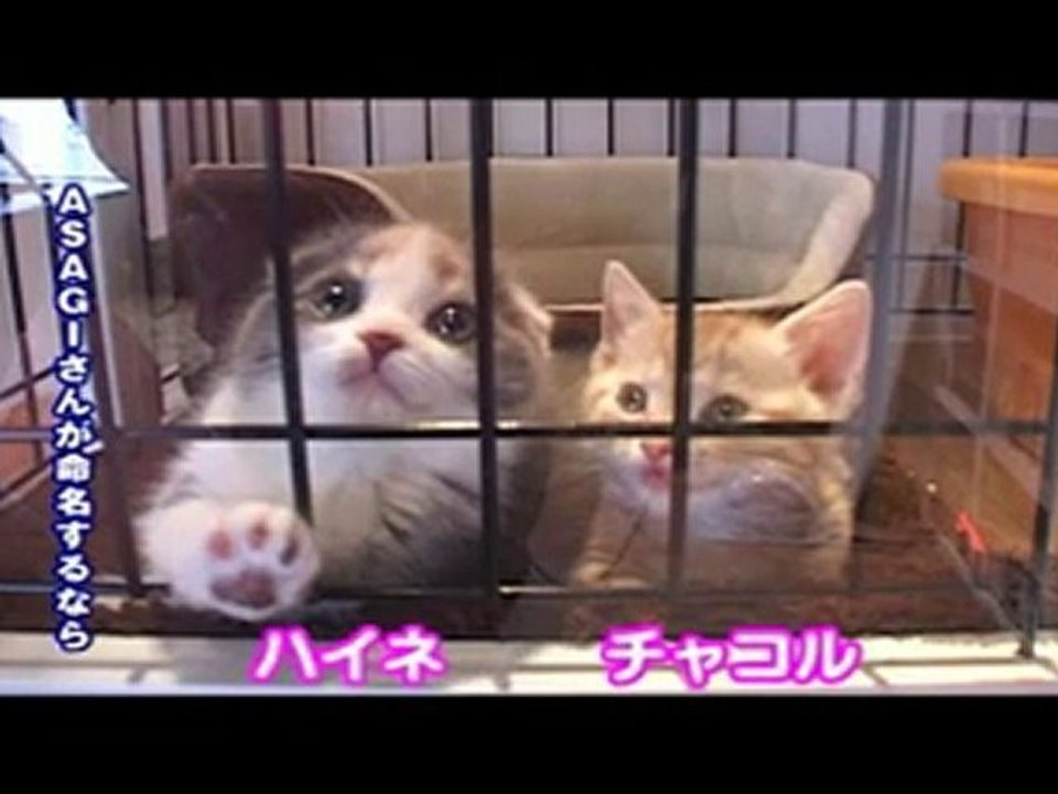 D - Asagi et Hide Zou visitent Neko ya Cafe