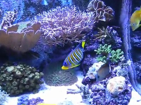 Amp. Reeflux 250w 12K + 2 T5 bleu + 1 T5 Rose + 1 T5 Blanc