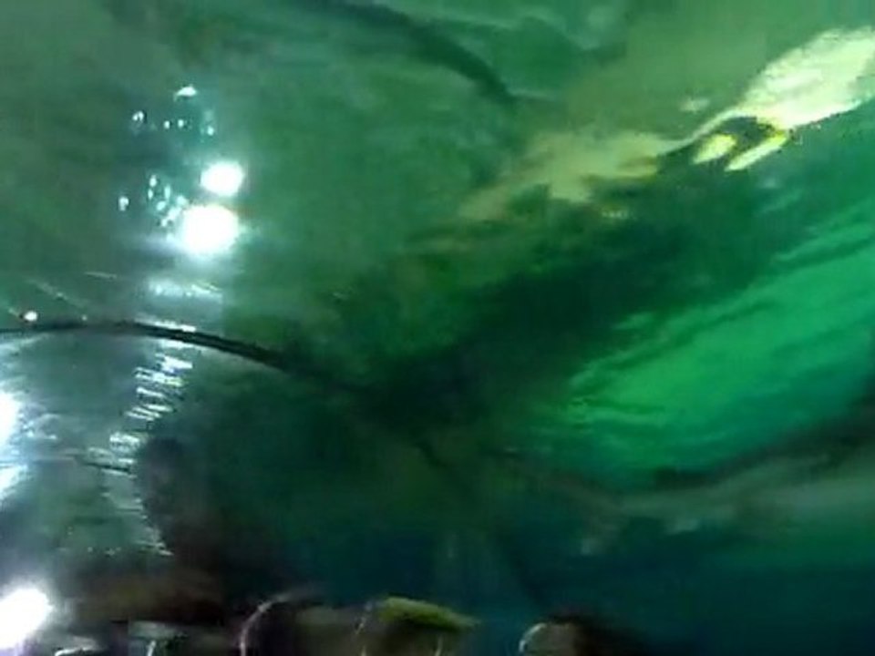 20100429 Tunnel à requins Marineland