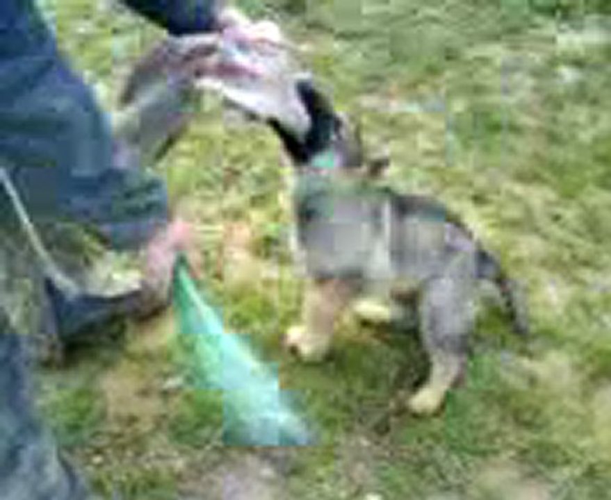 FALBALA du Domaine E-Toiles Filantes