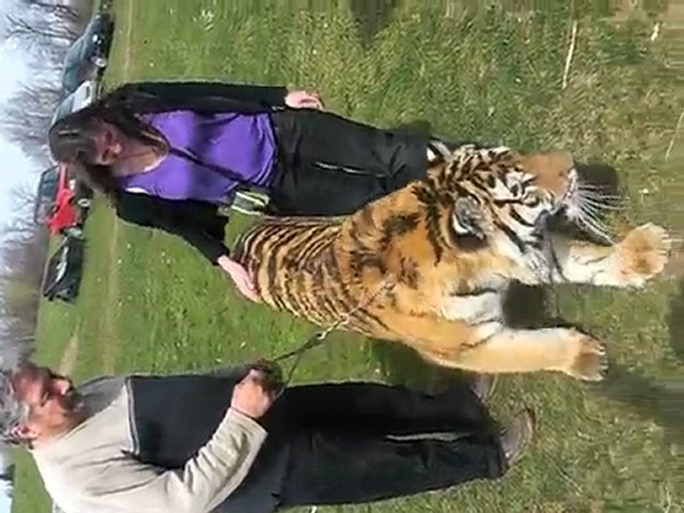 québec 2010 visite chez Jean Lion tigre loup 097