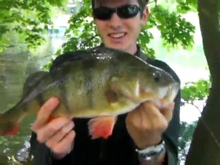 Pêche à vue grosse perche