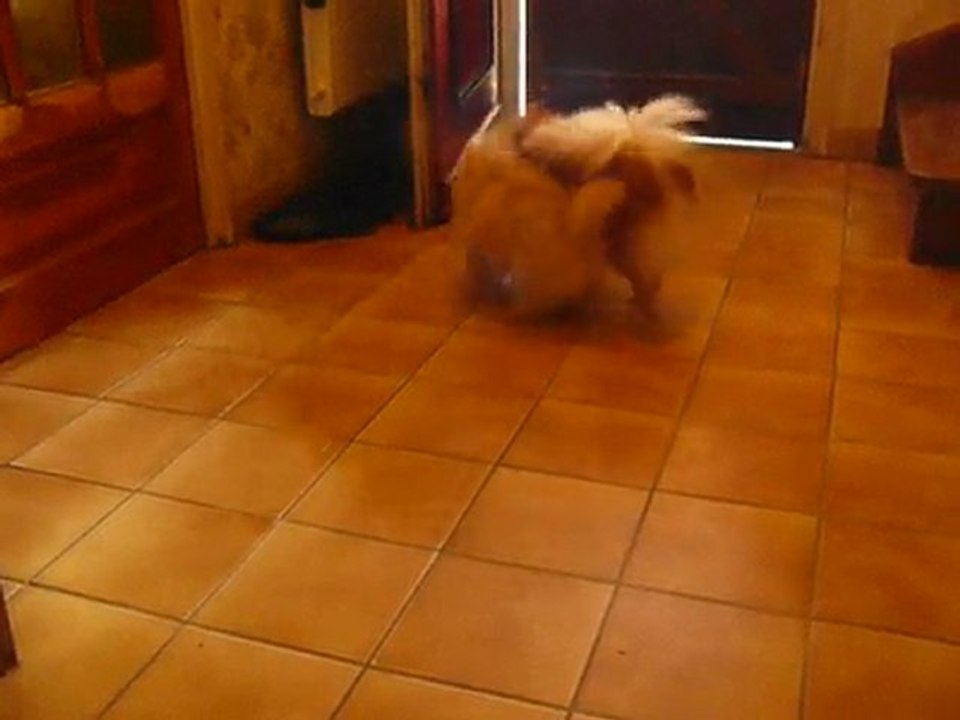 SPITZ  ALLEMAND .F'BAMBY du faon de chichoune .