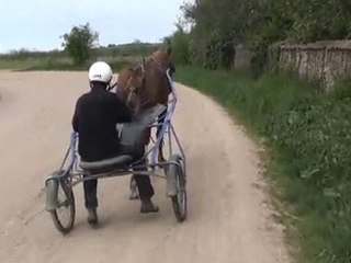 TULIPE DES CHAMPS PARTANT EN PISTE