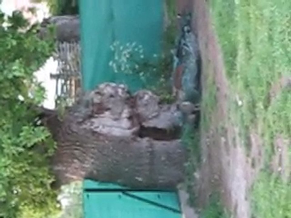 les pies attaque mon chat lol