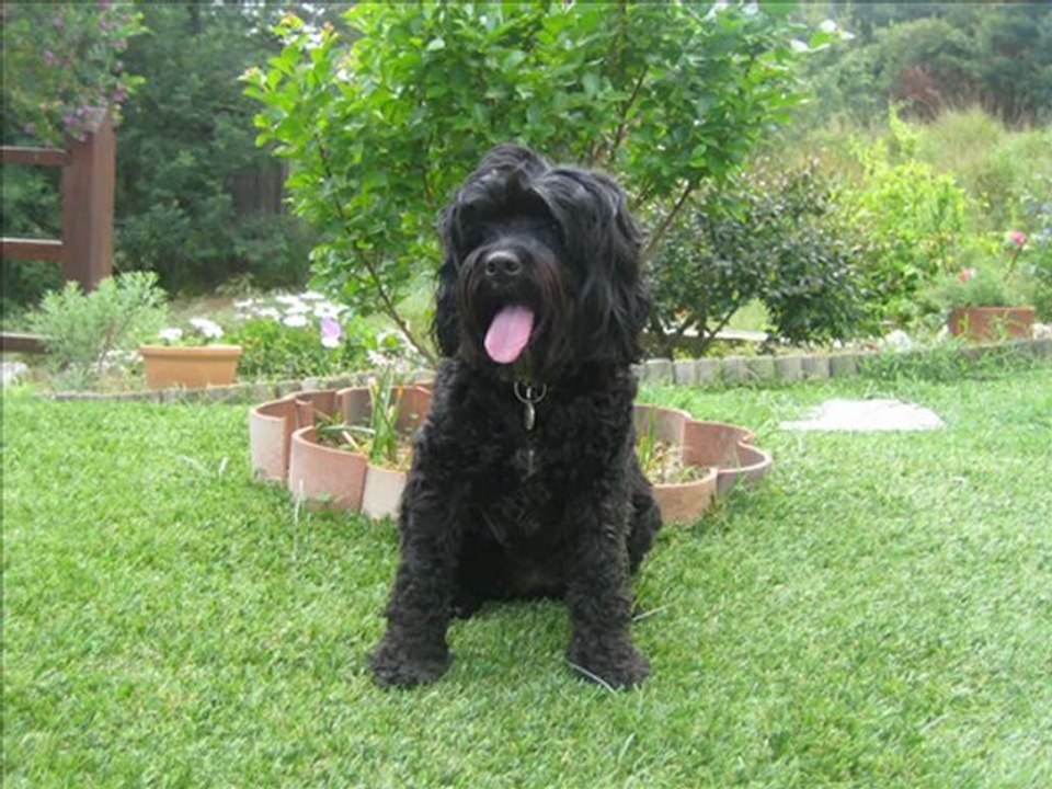 ♥ Agility Dolly ♥