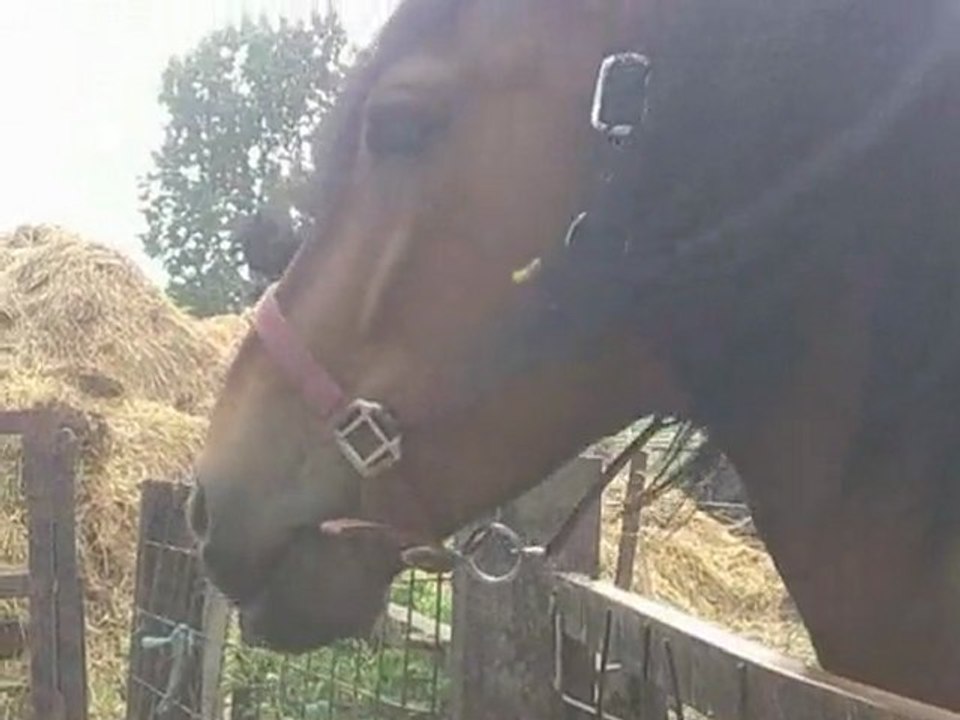 journée repos pour balou en prairie
