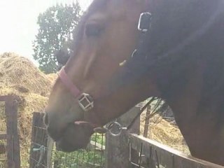journée repos pour balou en prairie