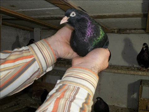 Sunay AVGEZER Bursa Akkanat Oynar...