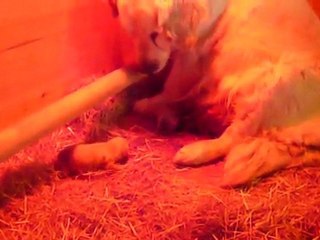 Chiots goden retriever