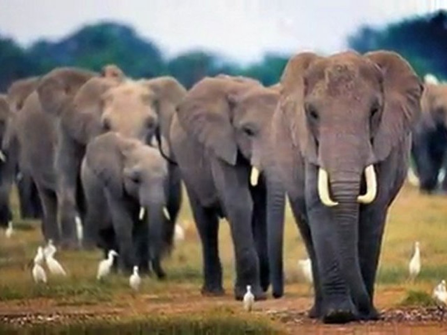 ⁣Le cimetière des éléphants