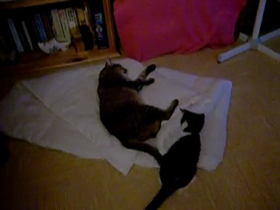 21 JUIN 2009 014 Albator chaton joue avec Moustic 11 ans