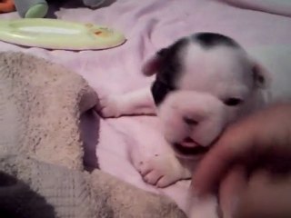 Flash, mon petit coeur !