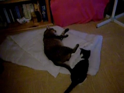 21 JUIN 2009 Albator chaton joue avec Moustic