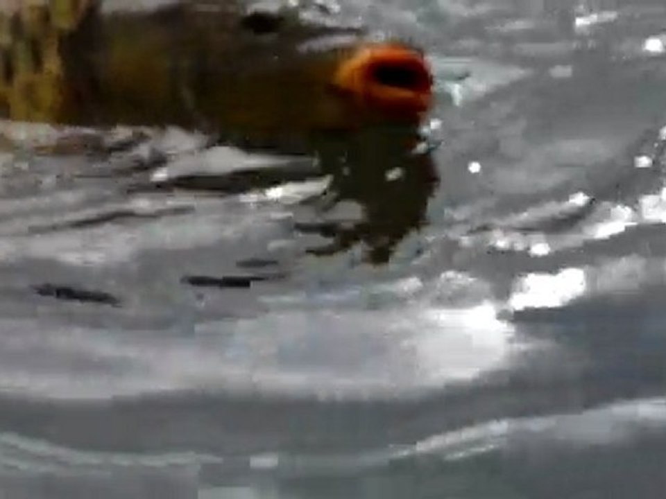 le carpeau de Domi à Chapelotte - dim.9 mai 2010