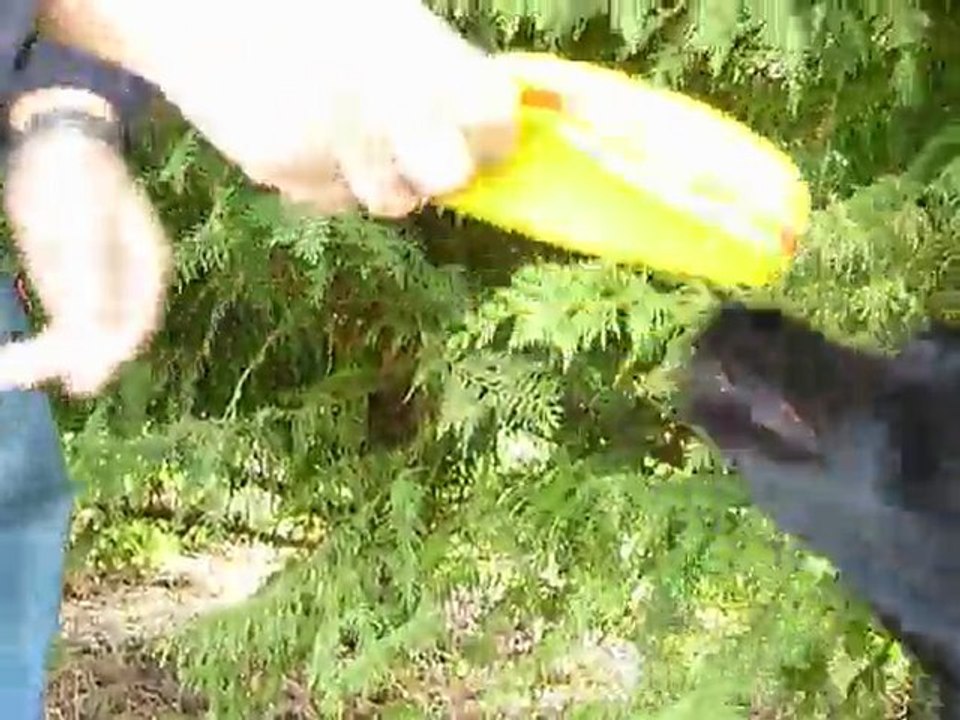 Kermit et son jouet jaune