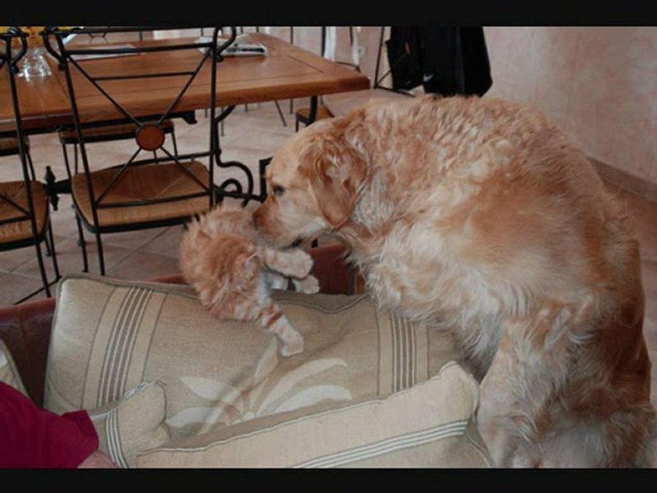 Flop Bianca "Comme chien et chat" !!!