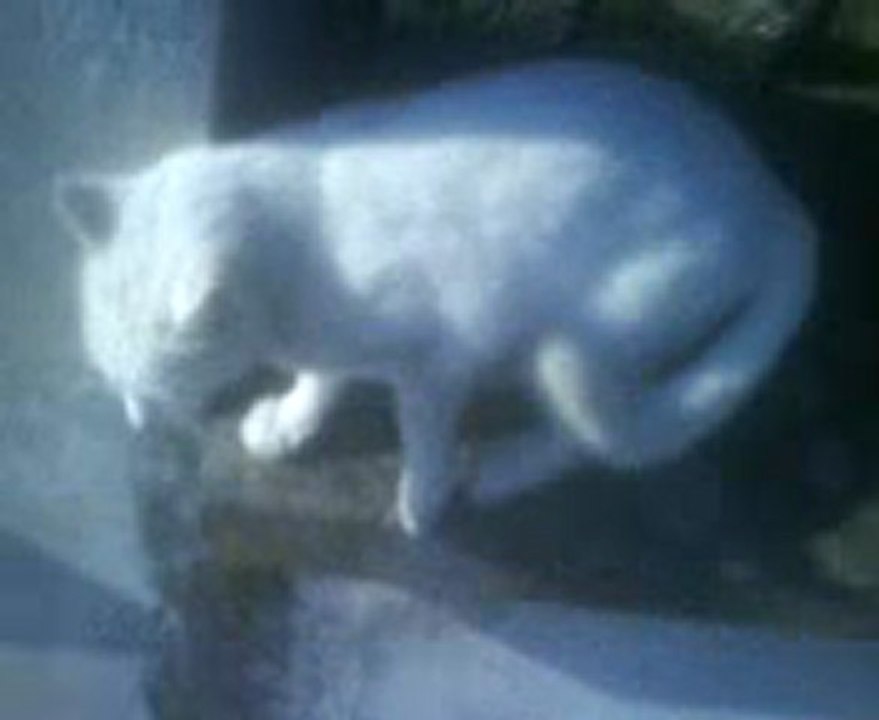 caline la chatonne aux yeux différents