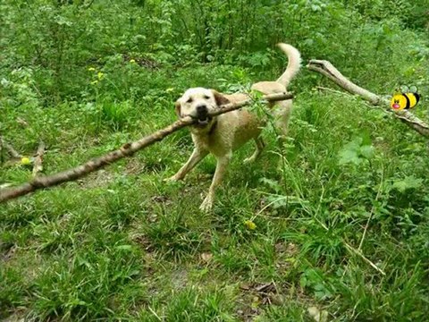 En promenade avec Droopy,aux Amis des Bêtes à Aix les Bains