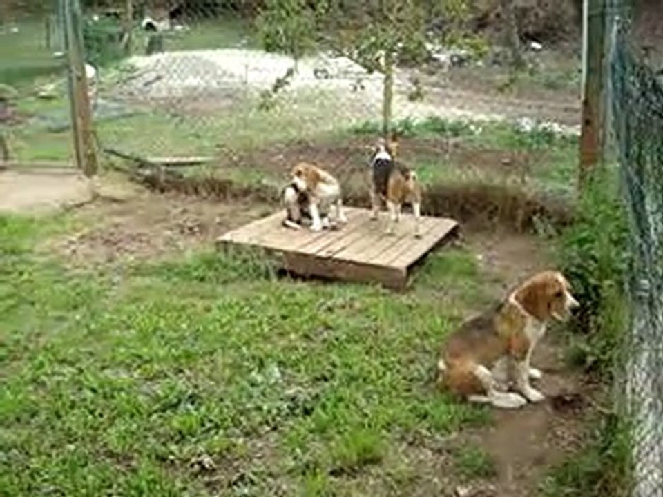 Beagles des Collines Mimétaines 2010.