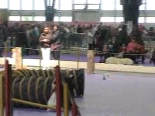 2010_05_08 Grenoble Concours Agility CGEC