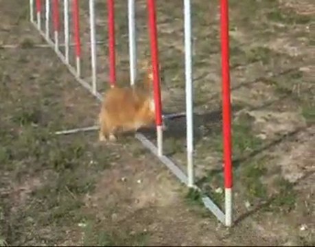 L'Agility au Pamiers Sports Canins
