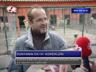 kangalturk  kangal ropörtajı,tek rumeli tv.