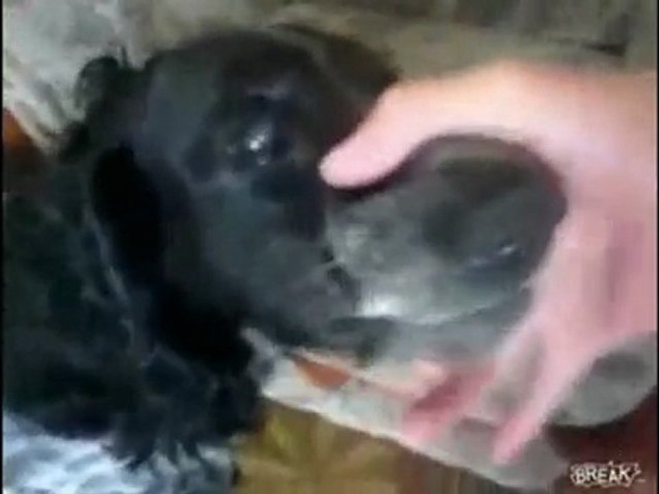 Beatboxing Dog Lays Down Beats