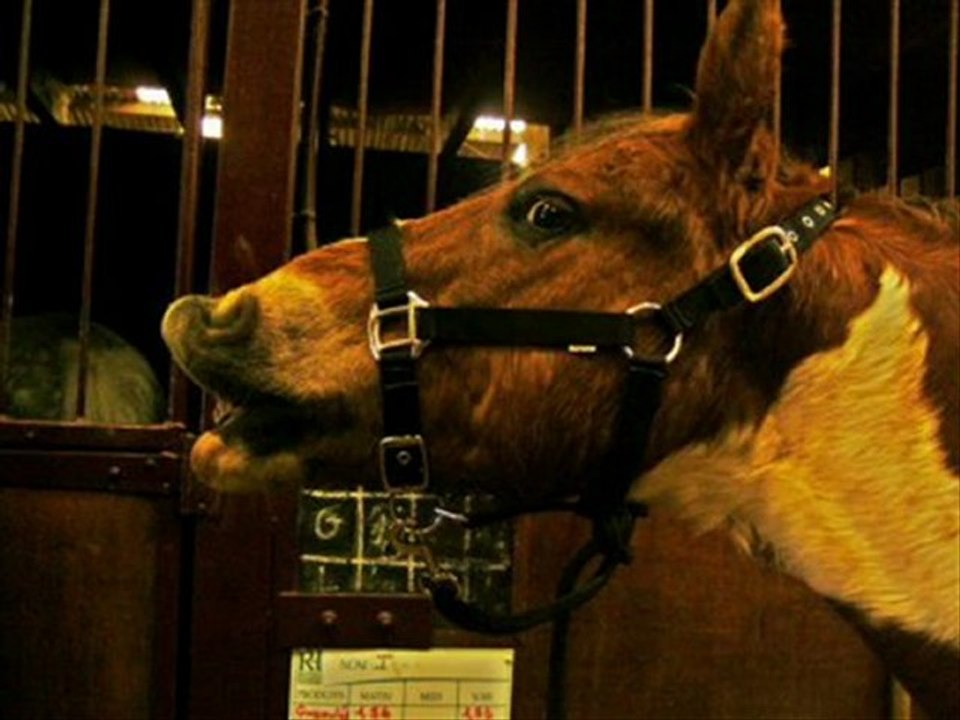 betisier des ecuries de la foret