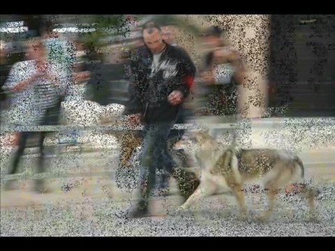 Video Grenoble Chien loup Tcheque