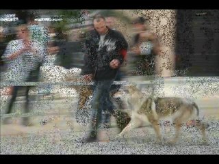 Video Grenoble Chien loup Tcheque