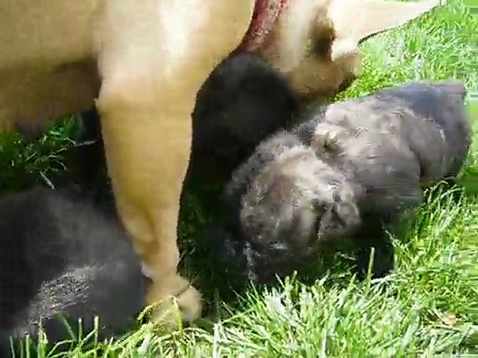 chiot mâle bringé et toute sa famille dans le jardin
