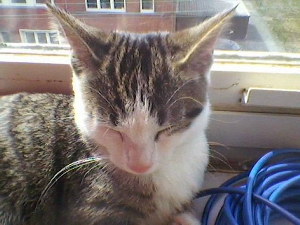 misteak-taigo-chipie