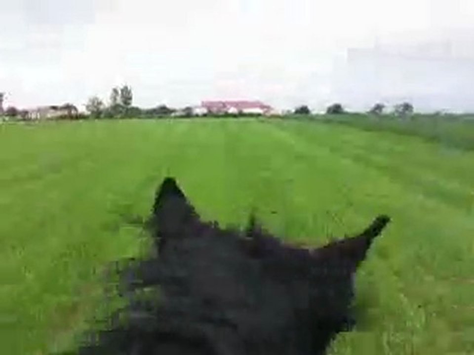 Graziélla Galop à cru