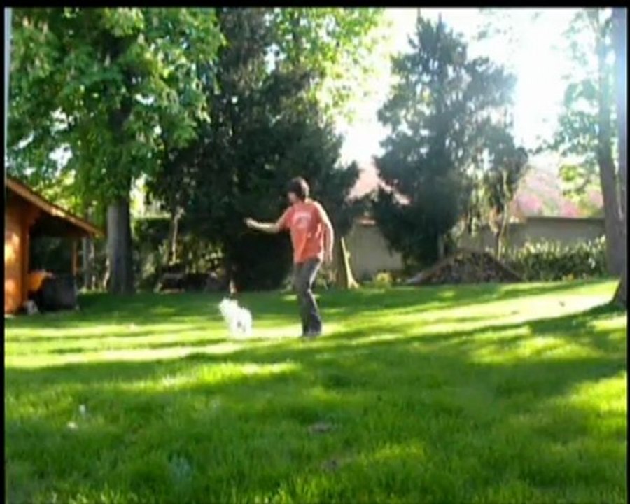 Canifreestyle , le forum de l'obeissance rythmée